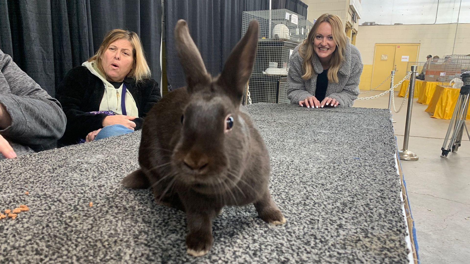 1-8-20 Pennsylvania Farm Show bunnies 1.jpg
